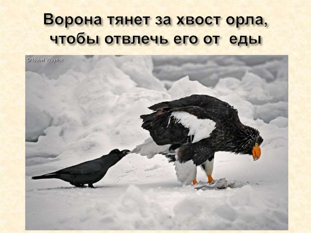 Ворона тянет за хвост орла, чтобы отвлечь его от еды