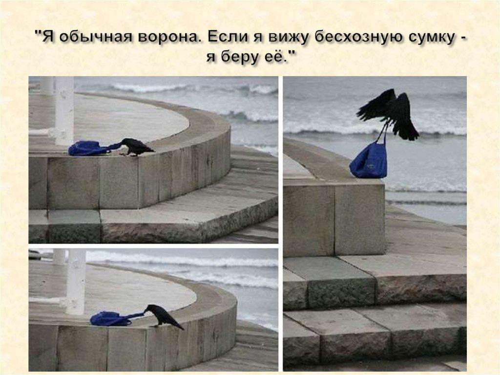 "Я обычная ворона. Если я вижу бесхозную сумку - я беру её."