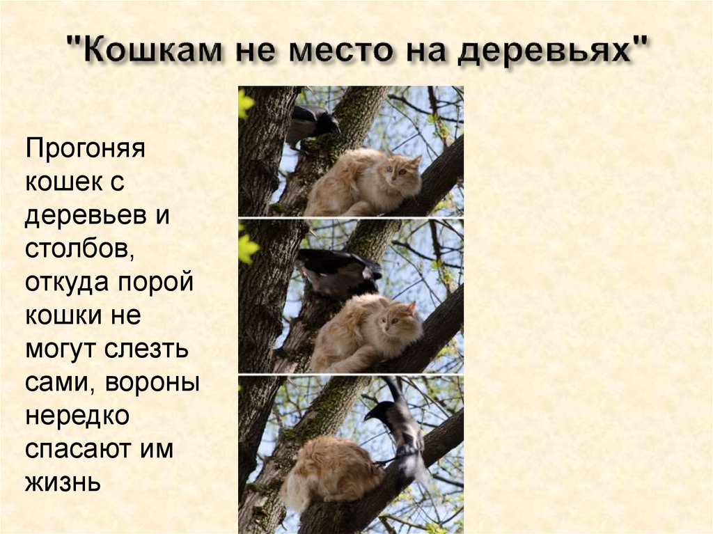"Кошкам не место на деревьях"