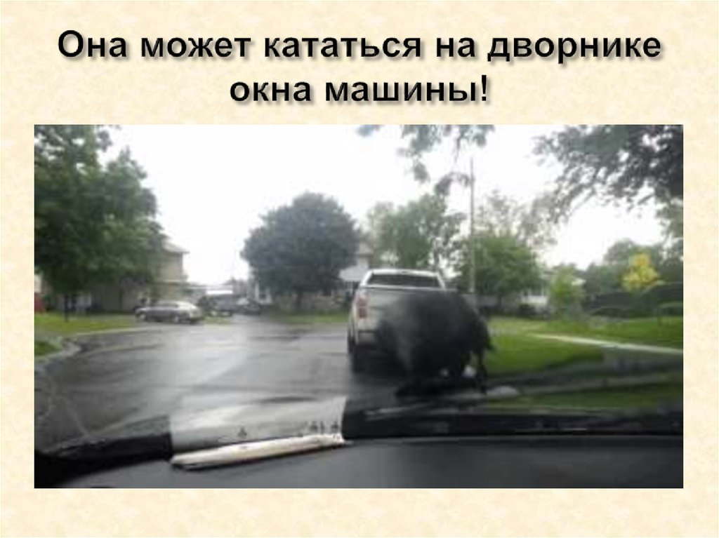 Ворона Катается На Майонезной Крышке