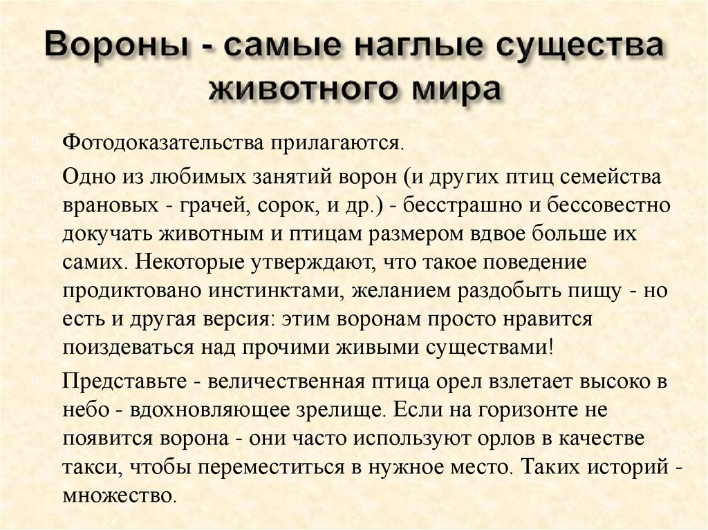 Вороны - самые наглые существа животного мира