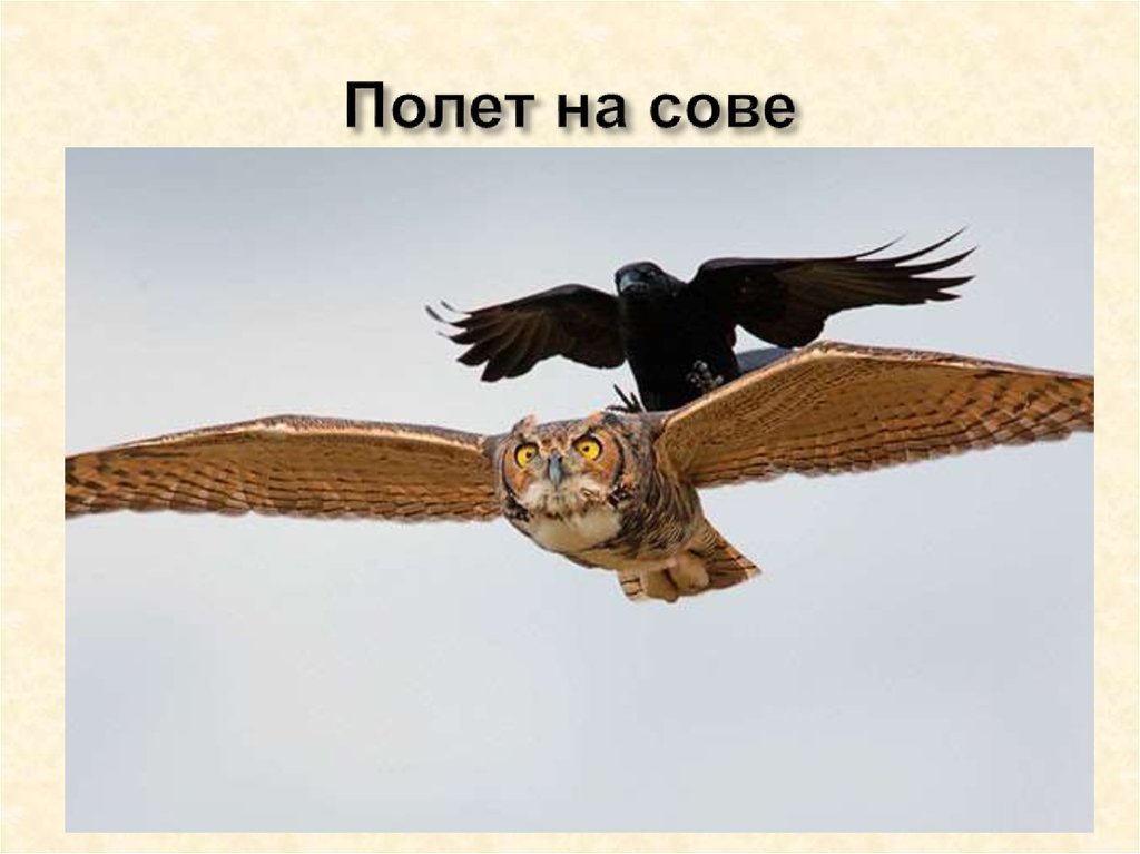 Полет на сове