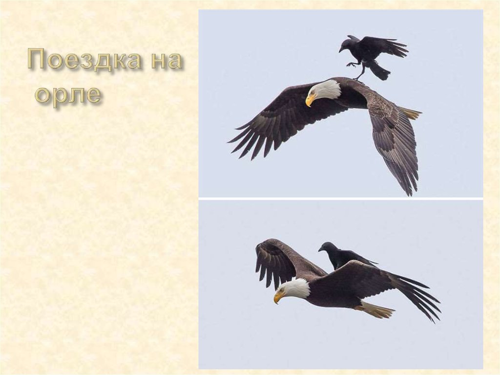 Поездка на орле