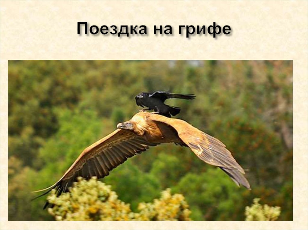 Поездка на грифе