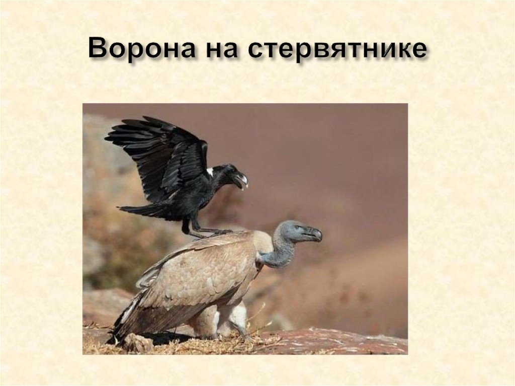 Ворона на стервятнике