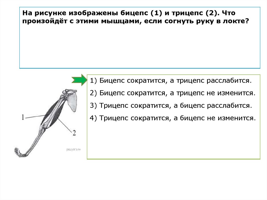 Короткое крепление бицепса и длинное разница