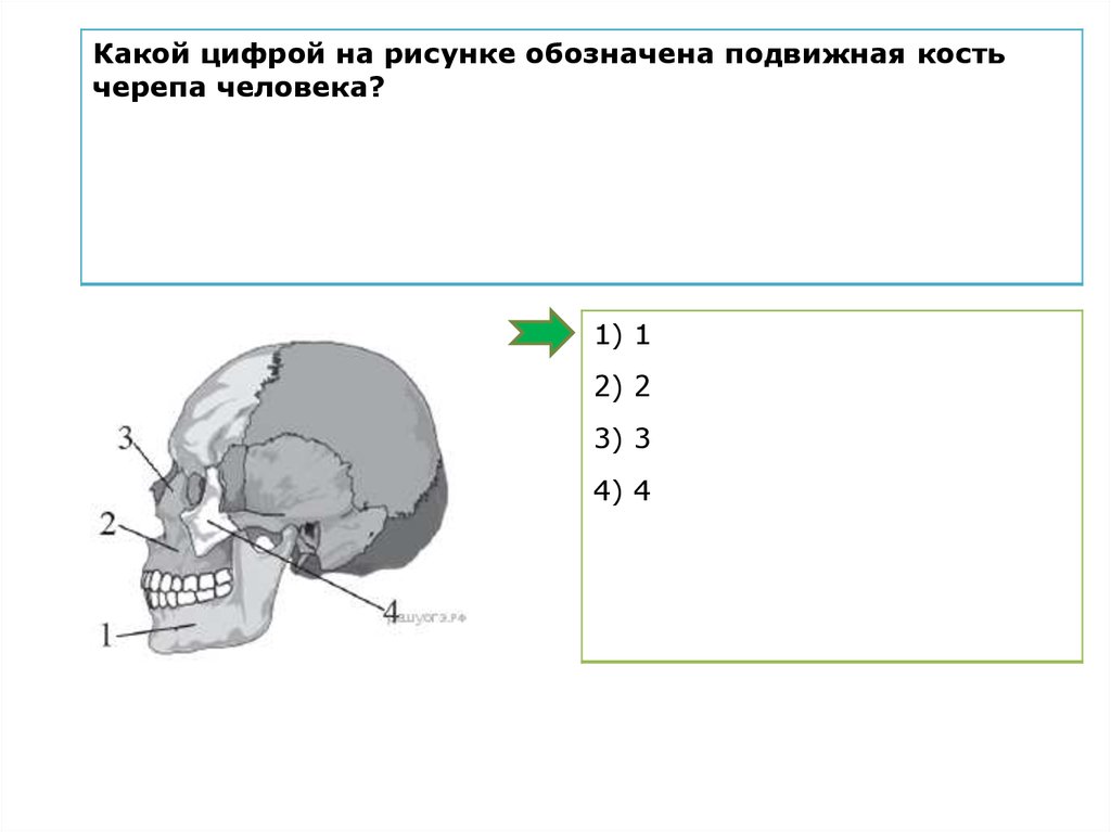 Подвижная кость черепа человека