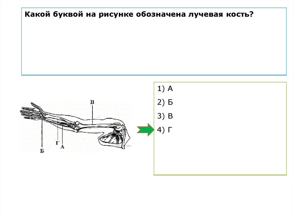 Определи какой цифрой на рисунке обозначены