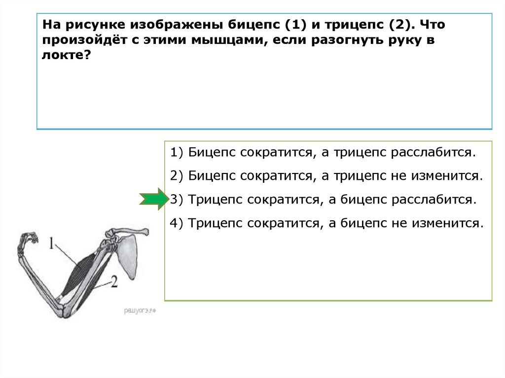 На рисунке изображены бицепс и трицепс что произойдет с этими мышцами если согнуть руку