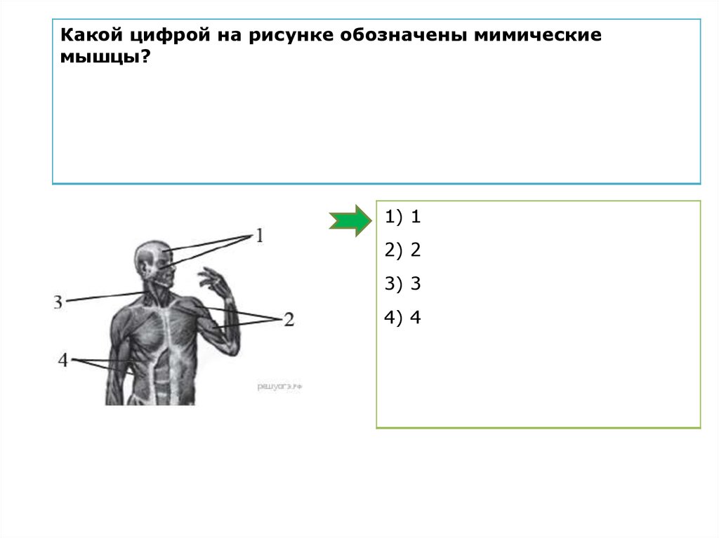 Какой цифрой на рисунке обозначен