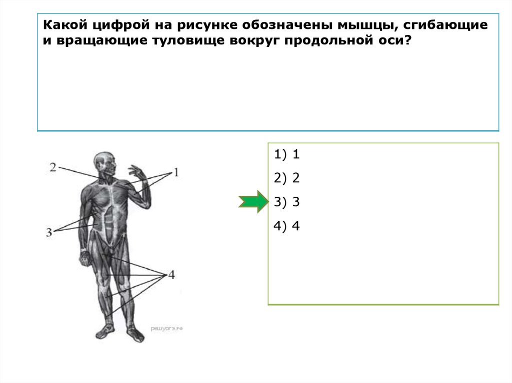 Какой цифрой на рисунке обозначены мышцы