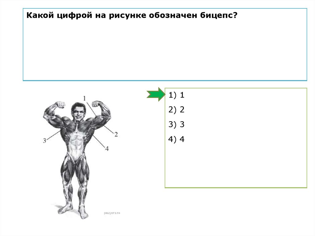 Цифра 4 на рисунке обозначена