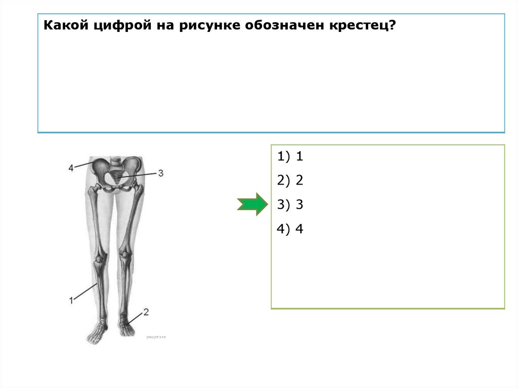 Какой цифрой обозначено место