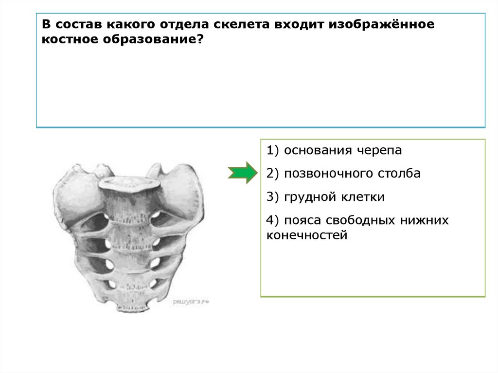 Установите соответствие между отделами скелета и костями. В состав какого отдела скелета входит изображённая кость?.