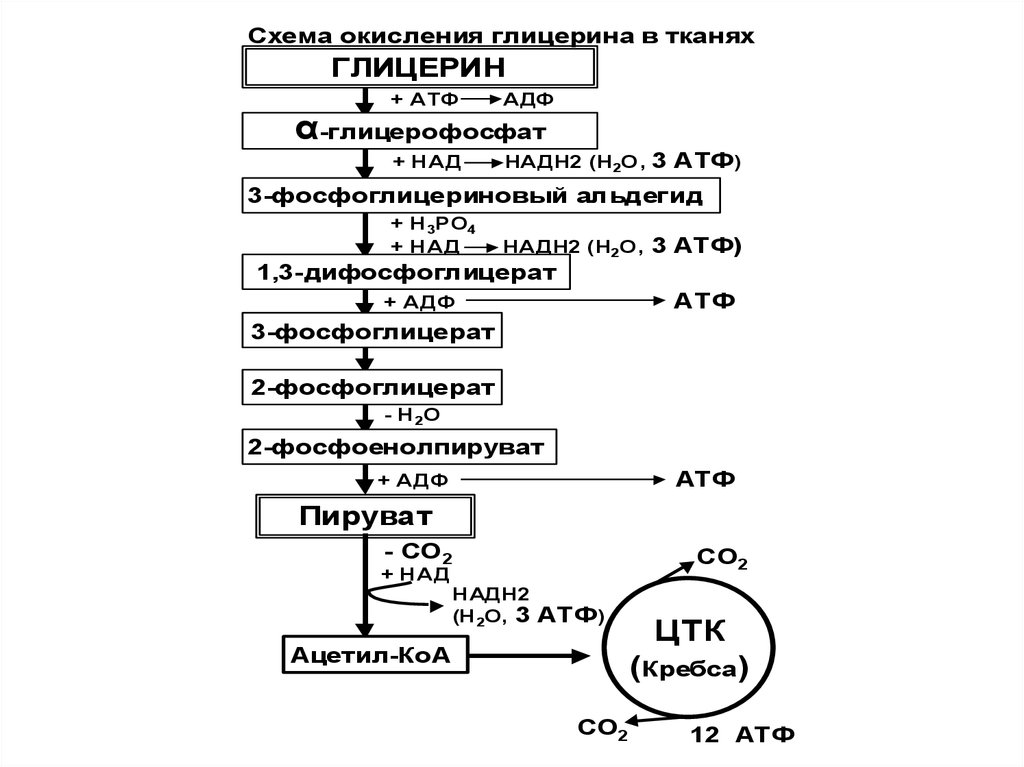 Схема окисления лактата до co2 и h2o