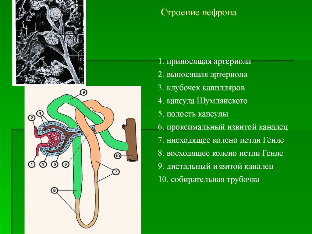 Извитыми канальцами и собирательными трубочками. Нефрон почки капсула каналец. Мочевыделительная система структура нефрон. Нефрон система анатомия. Выносящая артериола нефрона функция.