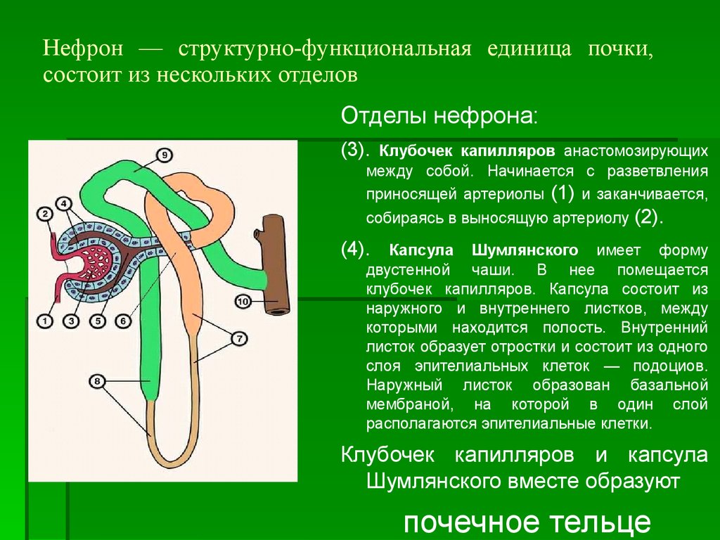 Нефрон состоит из. Нефрон морфофункциональная единица почки. Нефрон структурная единица. Нефрон это структурно-функциональная единица. Отделы нефрона почки.