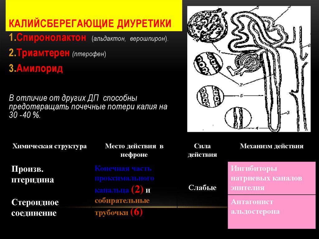 Презентация калийсберегающие диуретики