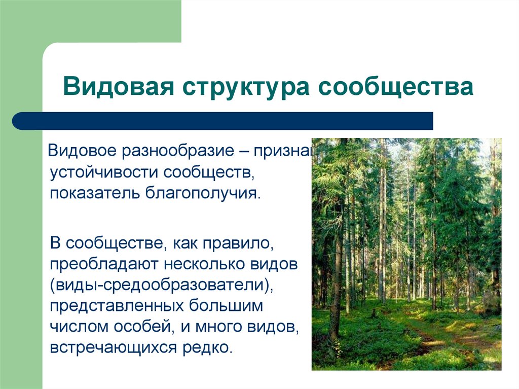 Видом средообразователем в хвойном лесу. Видовая структура сообщества. Видовое разнообразие. Видовой состав и видовое разнообразие. Видовое разнообразие и видовая структура сообщества.