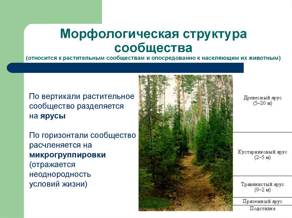 Биоценоз леса пример. Структура сообщества видовая морфологическая трофическая. Морфологическая структура экосистемы. Видовая структура сообщества это в экологии. Морфологическая структура.