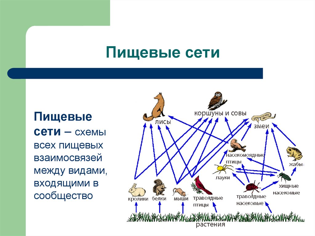 Пищевые связи в экосистеме презентация