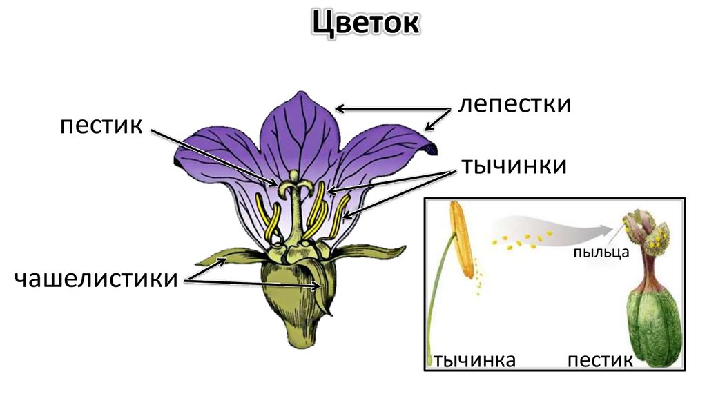 Из какой части цветка формируется