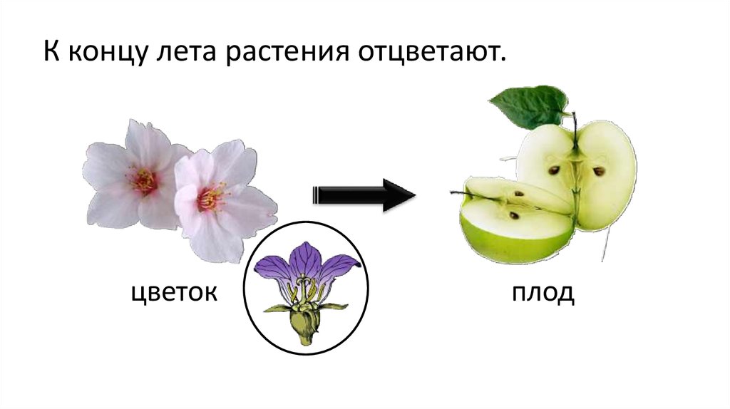 Почему не развился плод. Цветы и плоды. Строение цветка. Цветок и плод развиваются из. Строение цветка вишни.