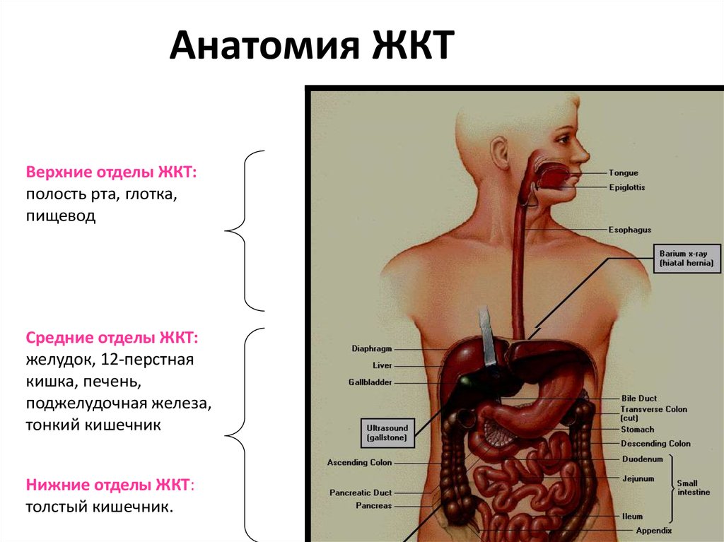 Желудочно кишечный тракт человека. Строение желудочно-кишечного тракта. Строение органов ЖКТ. Строение желудочно-кишечный тракт человека анатомия. Строение Нижнего отдела пищеварительного тракта.