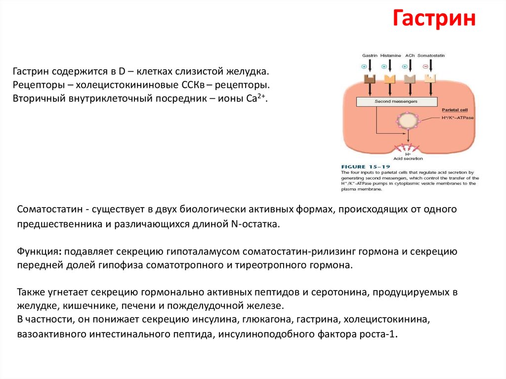 Гастрин 17 понижен