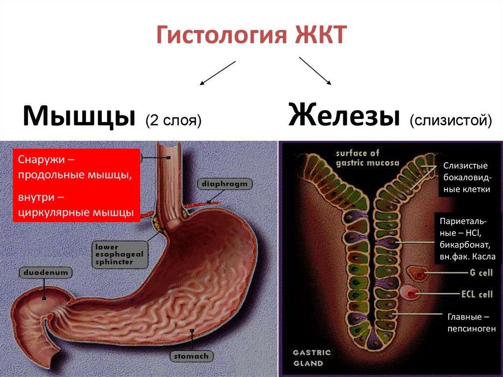 Железы желудка заболевания. Железы пищеварительного тракта. Функции желудка. Пищеварительный канал гистология. Желудочно-кишечный тракт гистология.