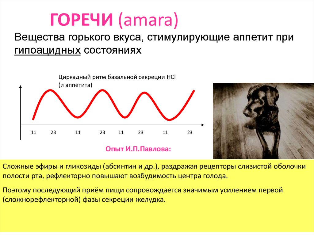 Работа горечью. Сложнорефлекторная фаза желудочной секреции. Базальная и стимулированная желудочная секреция.