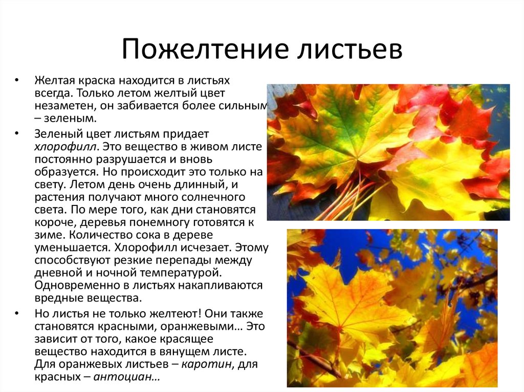 Листопад презентация по биологии. Изменение окраски листьев осенью. Почему листья желтеют осенью для детей. Причины изменения окраски листьев осенью. Исследовательская работа почему желтеют листья.
