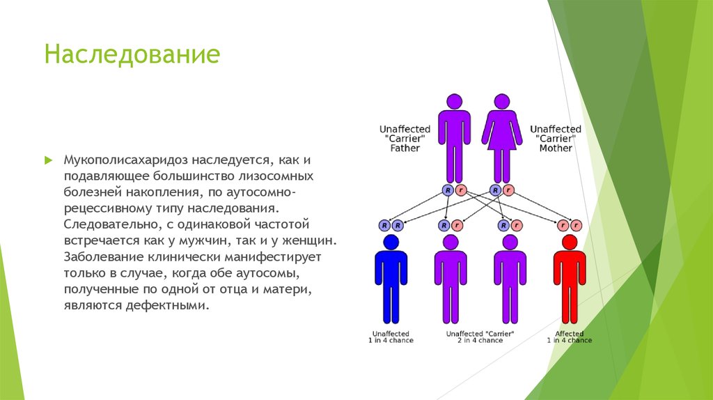 Почему для подавляющего большинства людей семья представляет. Мукополисахаридоз 1 типа Тип наследования. Мукополисахаридоз Тип наследования причина. Синдром Гурлер Тип наследования. Аутосомно-рецессивный Тип наследования.