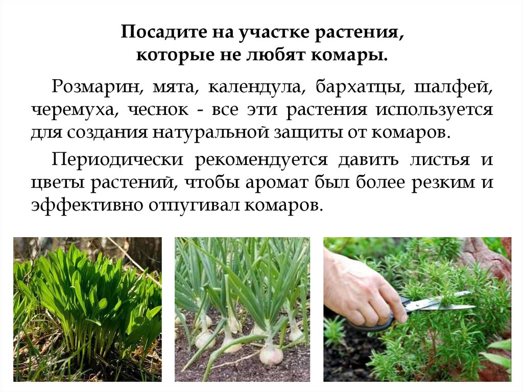 Посадите на участке растения, которые не любят комары.