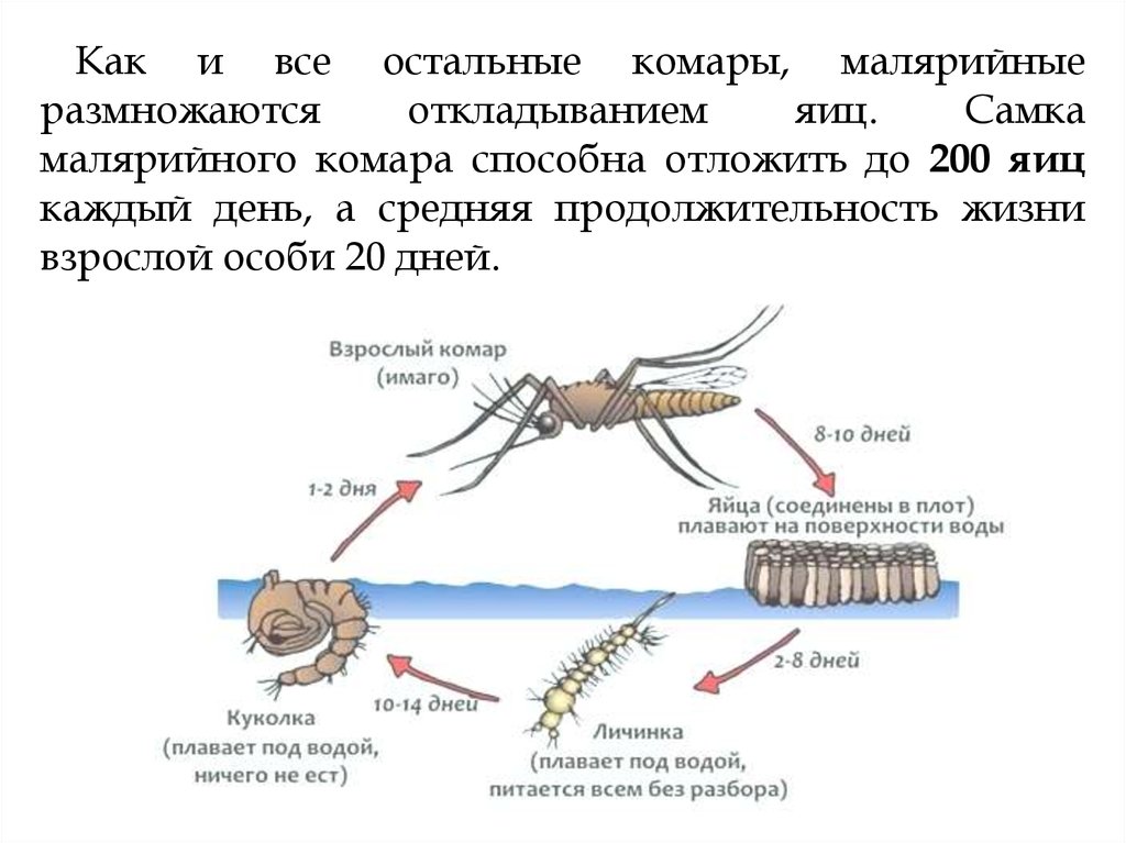 Какой тип развития у комара. Цикл развития комара анофелес. Жизненный цикл комаров рода Anopheles. Жизненный цикл комара анофелес. Размножение малярийного комара.