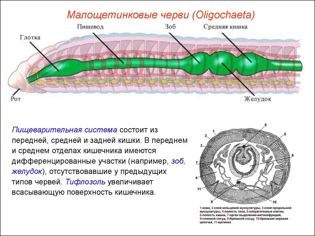 Передний и задний конец червя. Отделы пищеварительной системы кольчатых червей. Строение малощетинковых червей выделительная система. Пищеварительная система плоских червей кольчатые черви. Кишечник кольчатого червя.