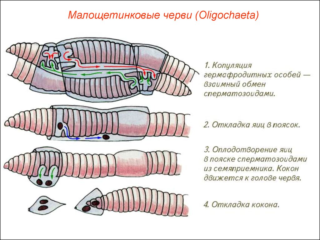 Сегмент дождевого червя. Тип кольчатые черви Annelida. Система размножения кольчатых червей. Развитие кольчатых червей схема. Малощетинковые дождевой червь.