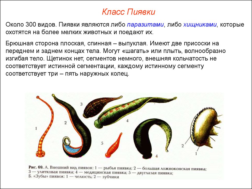 Пространство между органами. Тип кольчатые черви класс пиявки. Представители пиявок биология 7 класс. Тип кольчатые класс пиявки. Тип кольчатые черви пиявки.