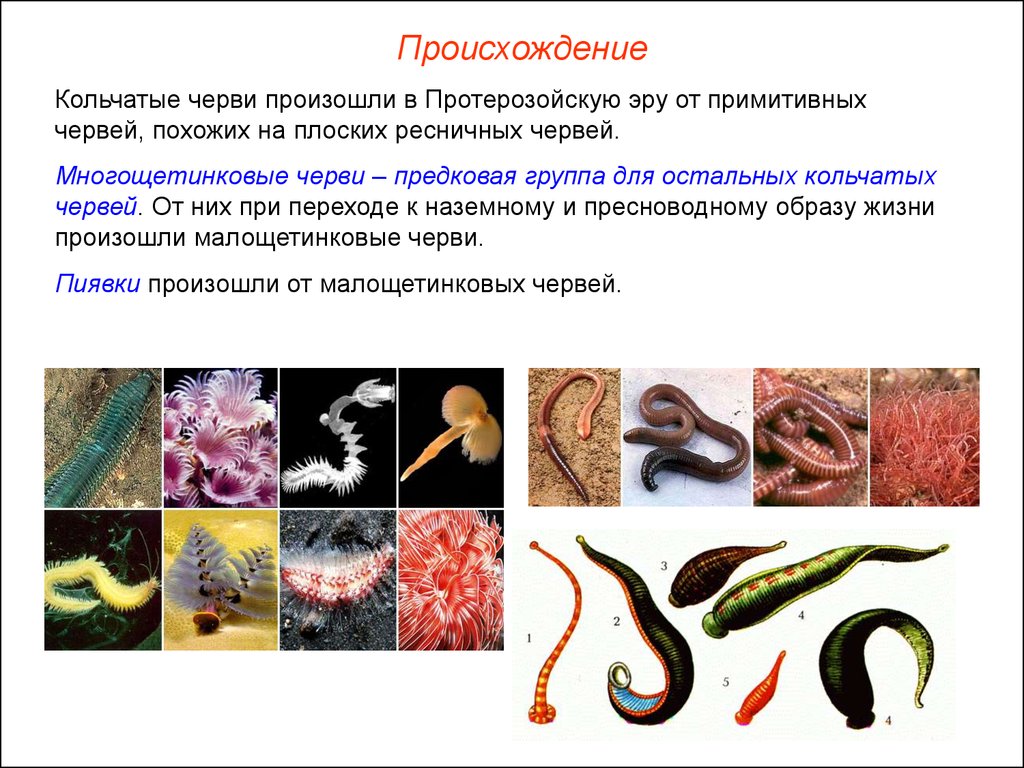 От каких животных произошли кольчатые черви моллюски. Тип кольчатые черви 7 класс. Типы червей плоские круглые кольчатые. Тип круглые черви и кольчатые черви. Происхождение кольчатых червей.