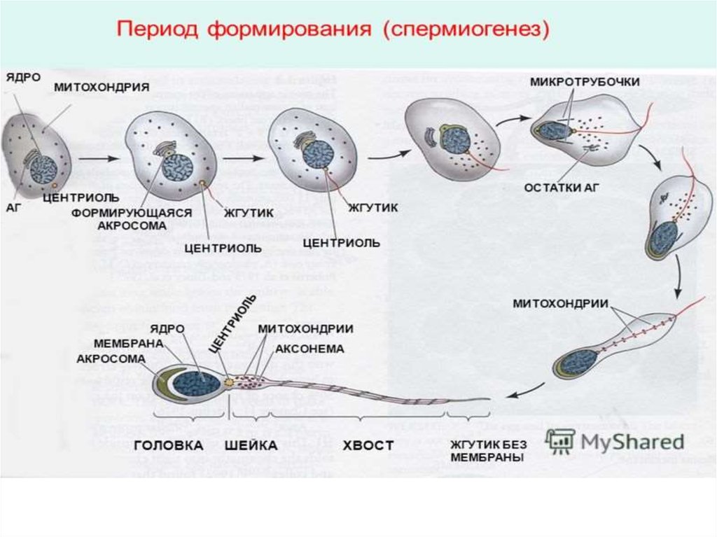 Первичные мужские половые клетки. Схема образования спермиев. Схема созревания сперматозоидов. Период формирования спермиогенез. Миграция половых клеток.