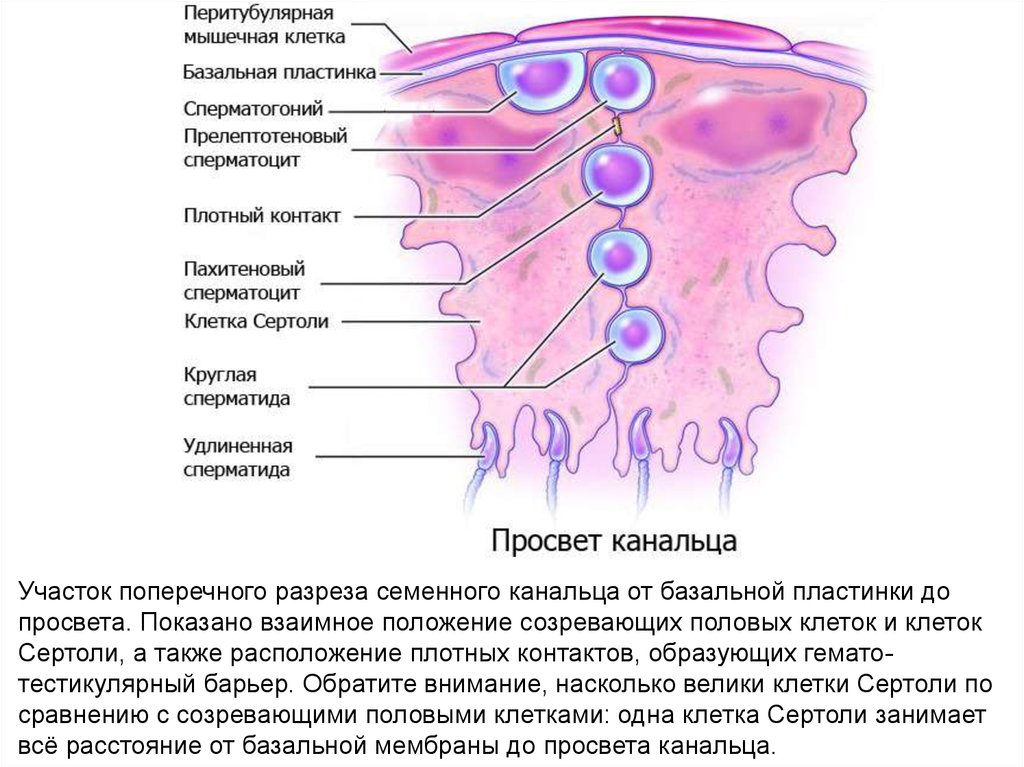 Местоположение клетки. Поперечный разрез семенного канальца. Гемато-тестикулярный барьер. Просвет канальца. Первичные женские половые клетки.
