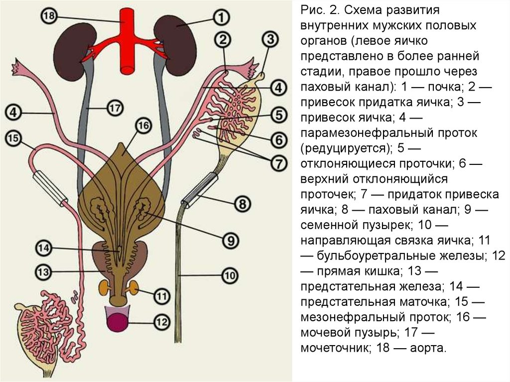 Различие половых органов. Схема строения половой системы человека. Строение половой системы мужского организма. Внутренне строение мужской половой системы схема. Анатомия мужчины внутренние органы половая система.