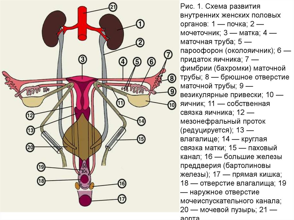 Матка с придатками схема