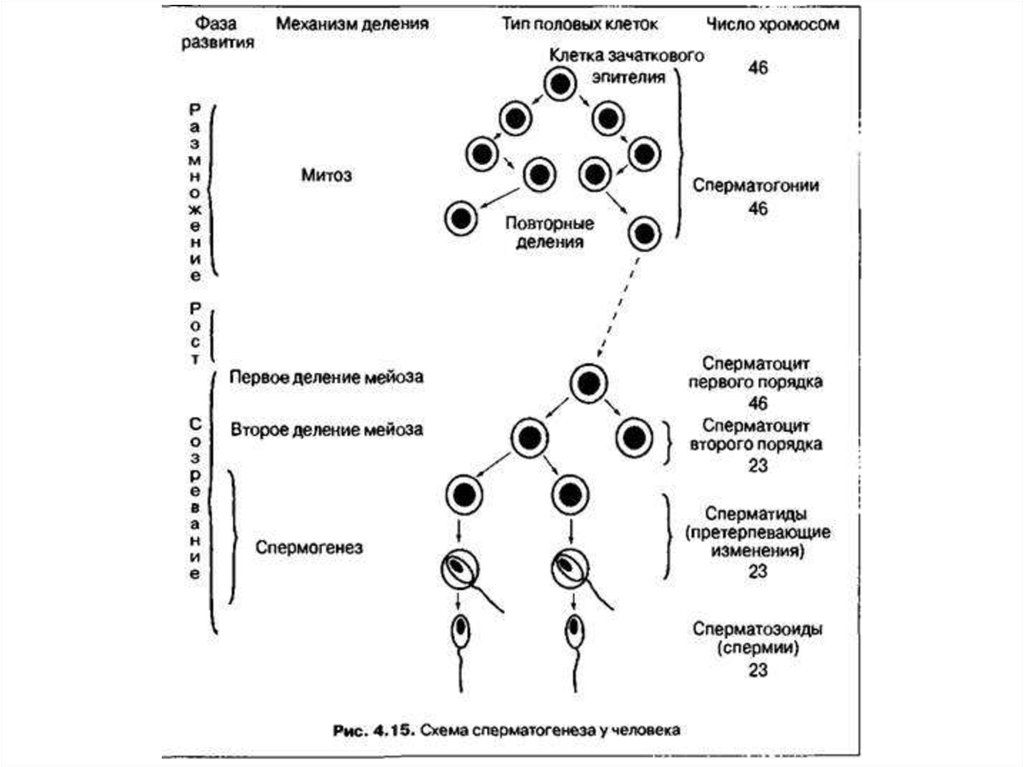 Каким номером на схеме клетки делятся мейозом