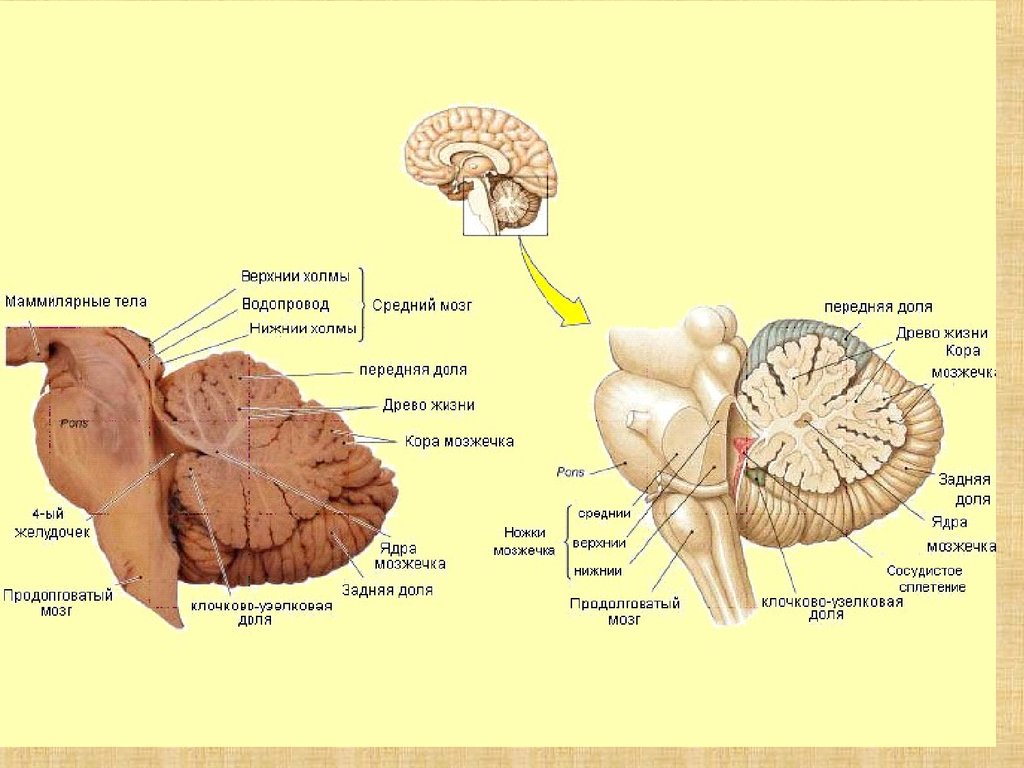 Мозжечок строение рисунок