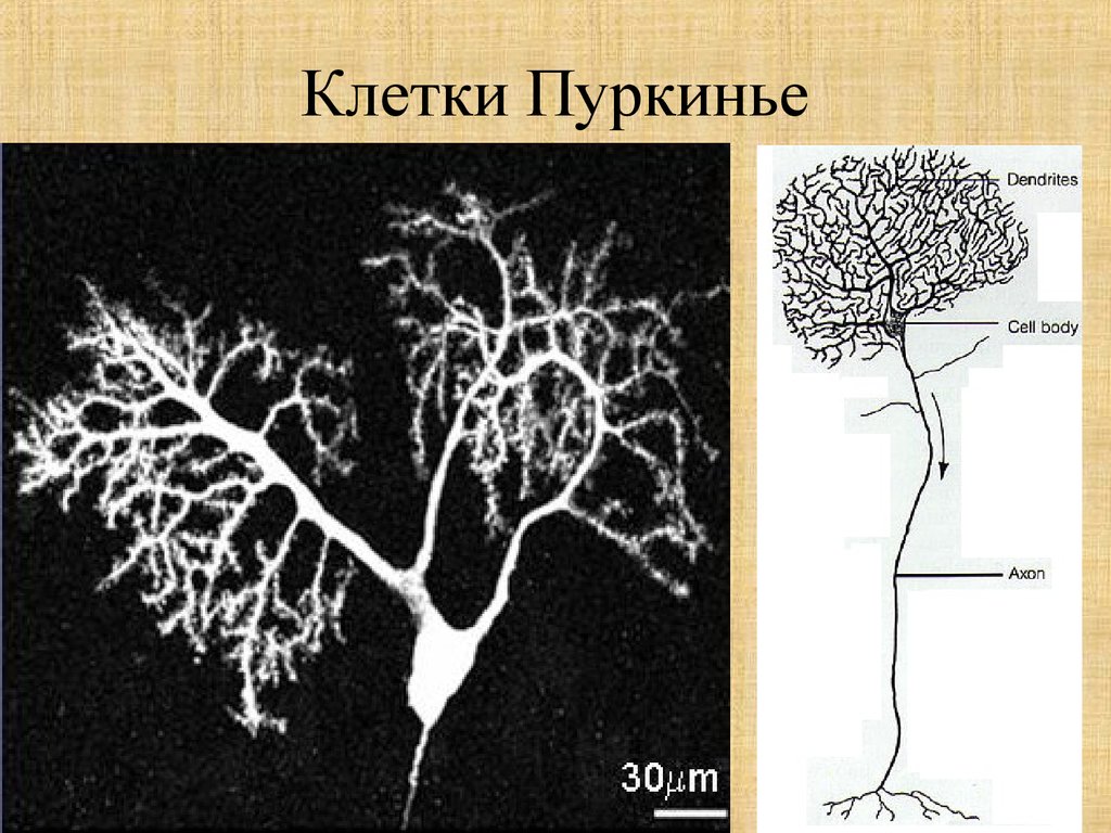 Клетки пуркинье рисунок