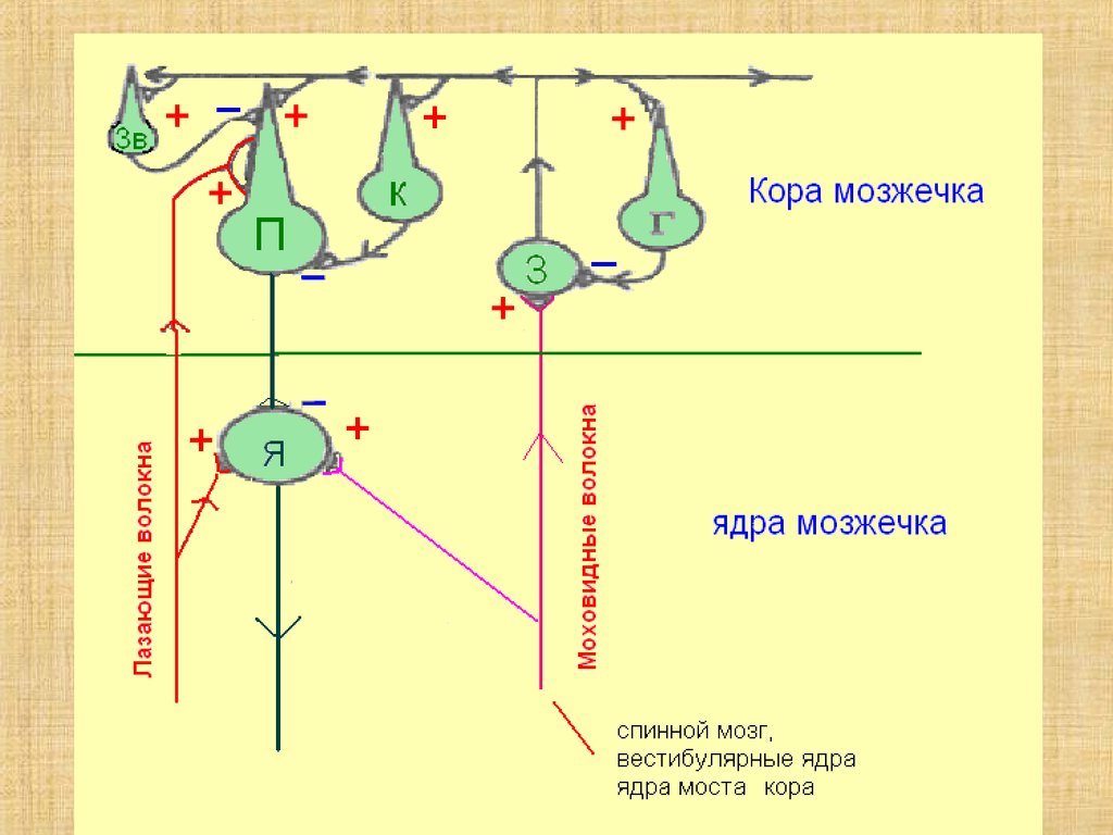 Ядра мозжечка схема