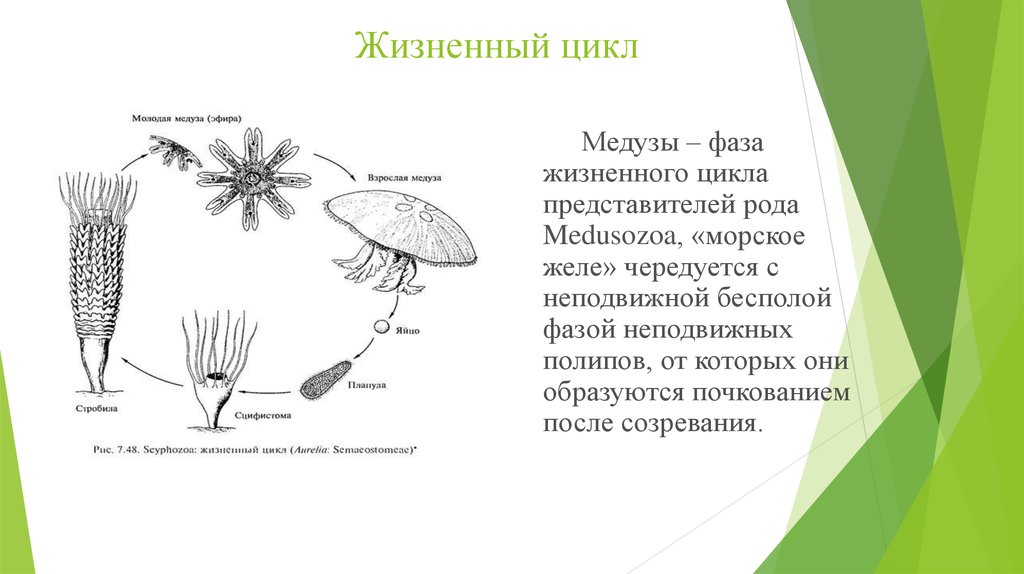 Стадия жизненного цикла медузы. Жизненный цикл губок схема. Жизненный цикл медузы. Medusozoa жизненный цикл. Жизненный цикл медузы корнерота.