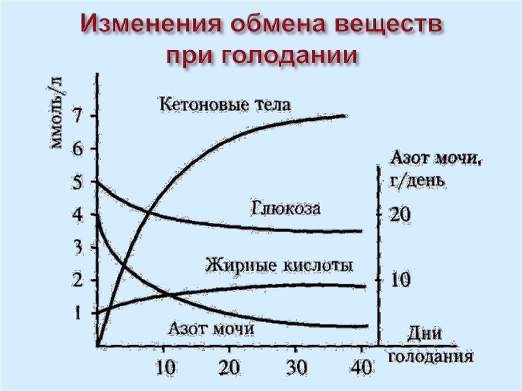 Голодание обмен веществ