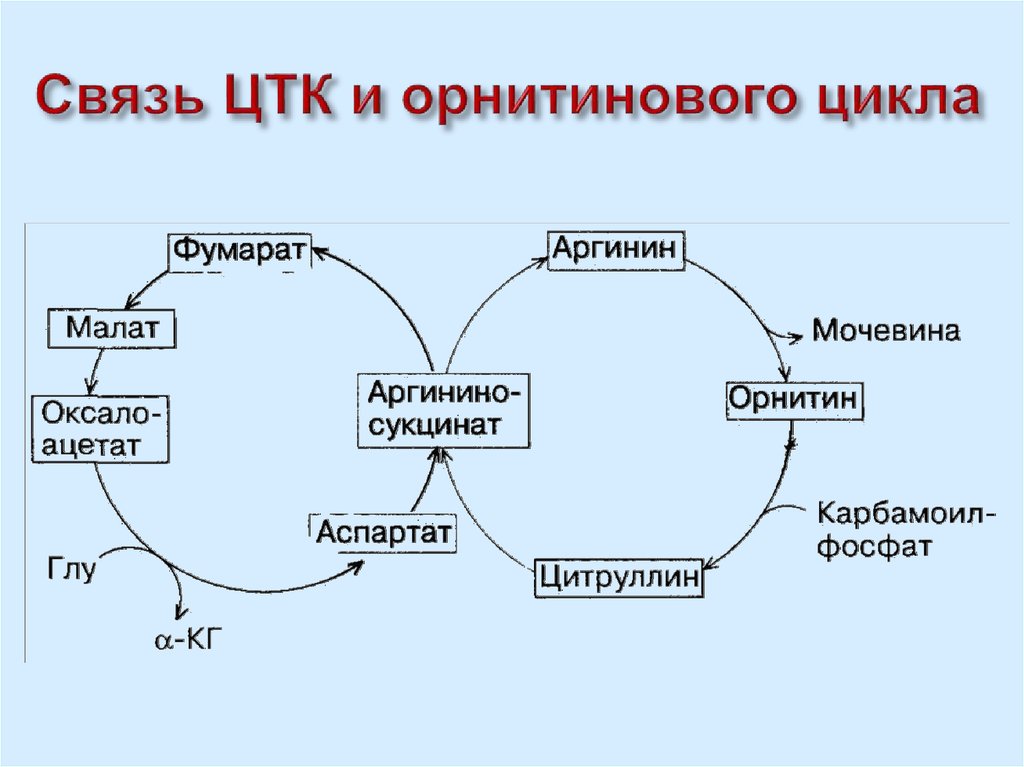 Схема орнитинового цикла биохимия